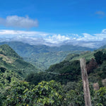 Agro Hellen. Café de Costa Rica. Natural - Artisancoffee