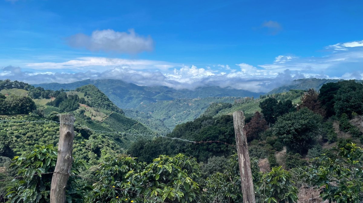 Agro Hellen. Café de Costa Rica. Natural - Artisancoffee
