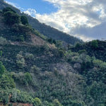 Agro Hellen. Café de Costa Rica. Natural - Artisancoffee