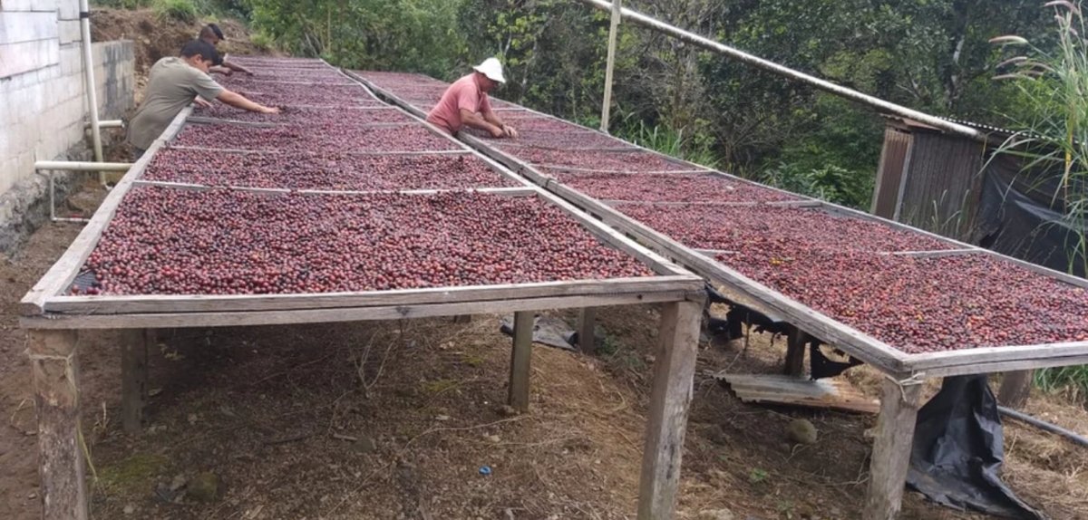 Agro Hellen. Café de Costa Rica. Natural - Artisancoffee