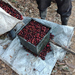 Agro Hellen. Café de Costa Rica. Natural - Artisancoffee
