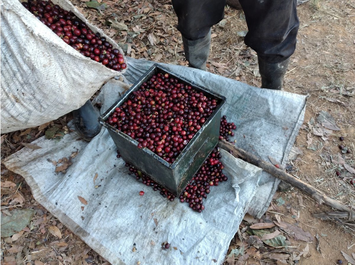 Agro Hellen. Café de Costa Rica. Natural - Artisancoffee