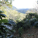 Baru Black Mountain. Café de Panamá. Lavado. - Artisancoffee