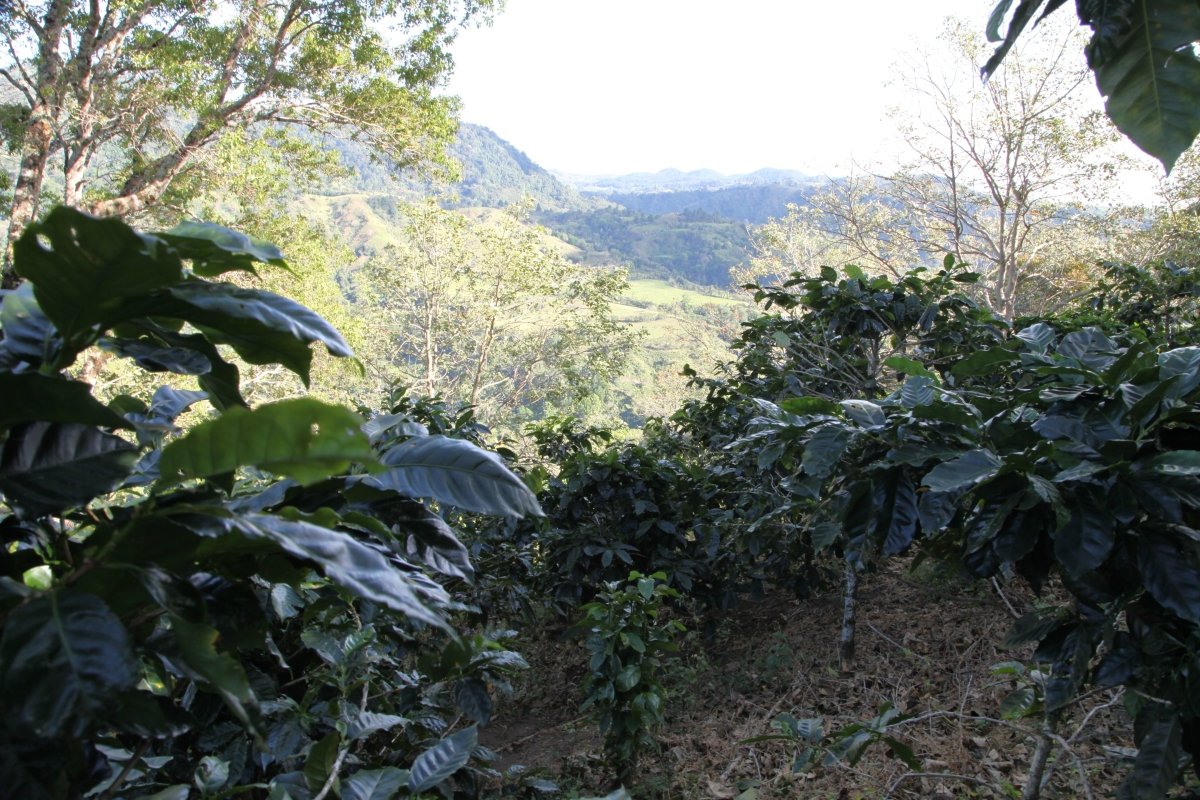 Baru Black Mountain. Café de Panamá. Lavado. - Artisancoffee