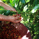 Baru Black Mountain. Café de Panamá. Lavado. - Artisancoffee