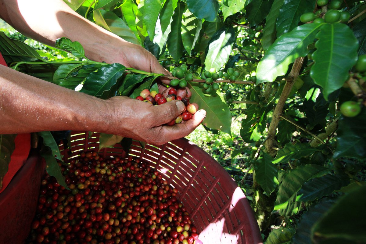 Baru Black Mountain. Café de Panamá. Lavado. - Artisancoffee