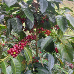 Chontalí. Café de Perú. Lavado. - Artisancoffee