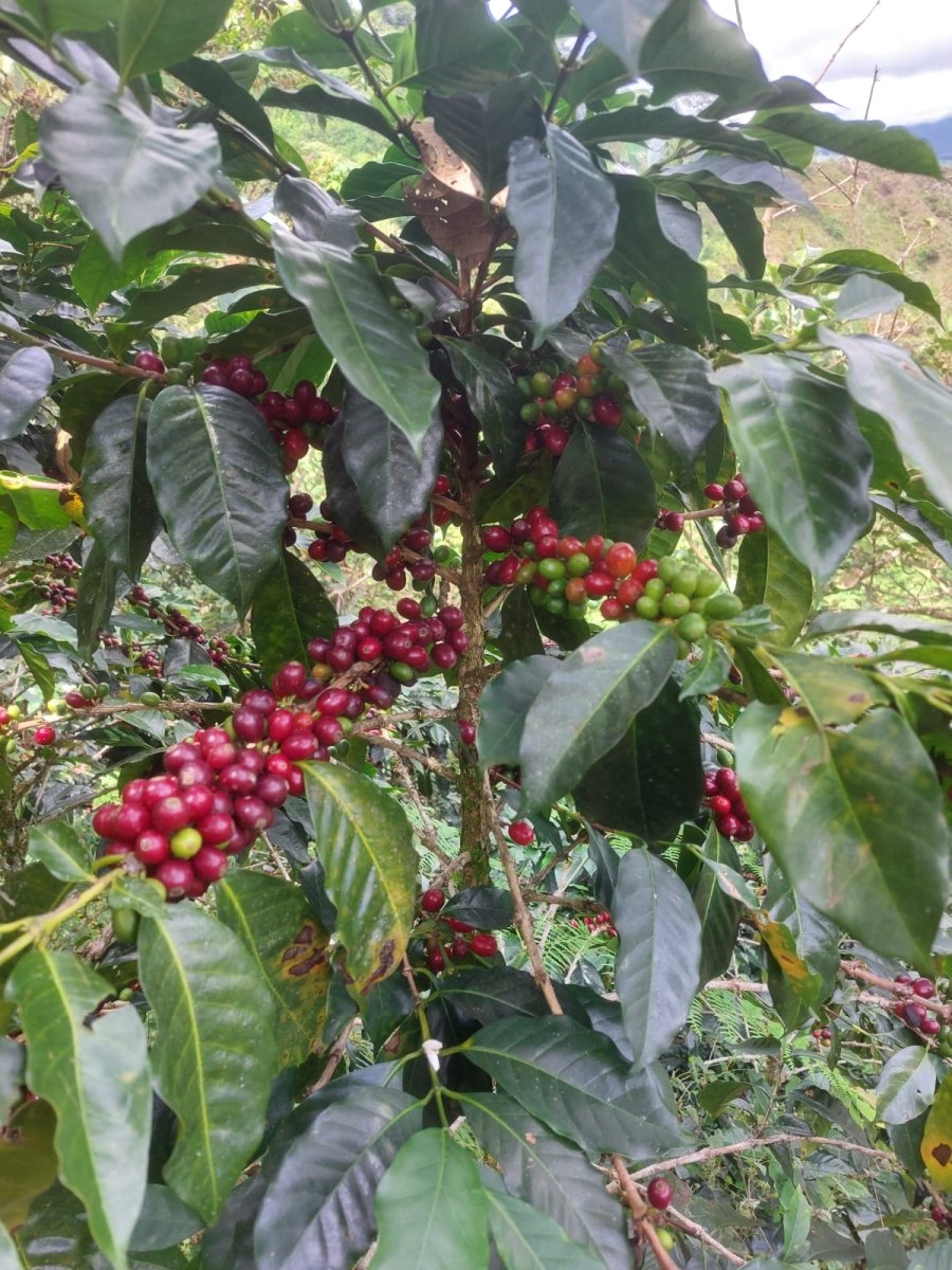 Chontalí. Café de Perú. Lavado. - Artisancoffee