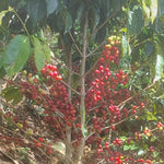 Chontalí. Café de Perú. Lavado. - Artisancoffee