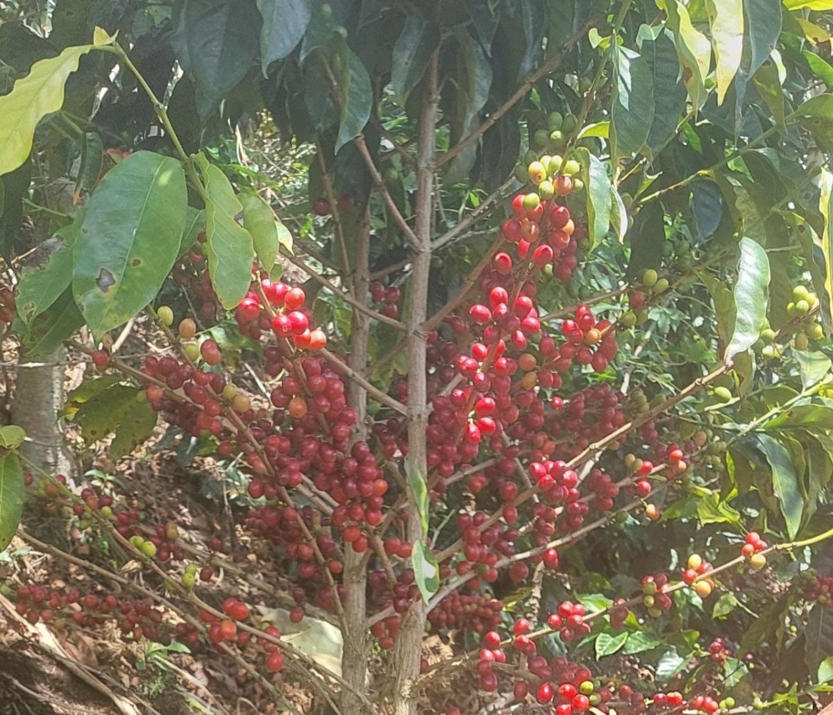 Chontalí. Café de Perú. Lavado. - Artisancoffee