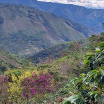 Chontalí. Café de Perú. Lavado. - Artisancoffee