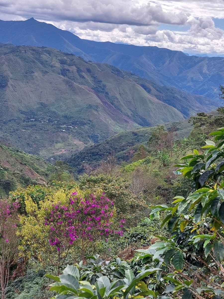 Chontalí. Café de Perú. Lavado. - Artisancoffee