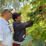 Finca Irlanda. Café de Méjico. Chiapas. Lavado - Artisancoffee