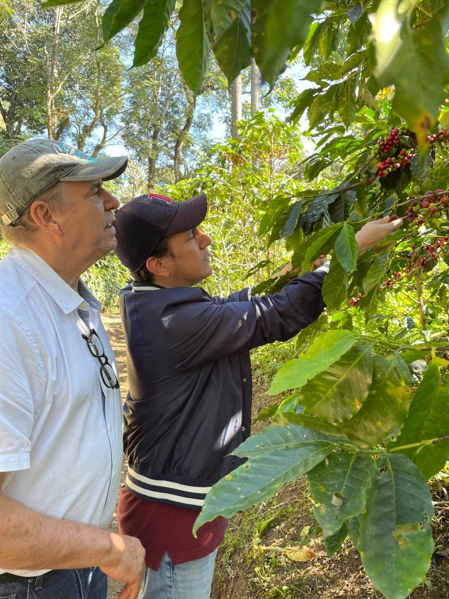 Finca Irlanda. Café de Méjico. Chiapas. Lavado - Artisancoffee