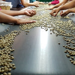 Finca Irlanda. Café de Méjico. Chiapas. Lavado - Artisancoffee