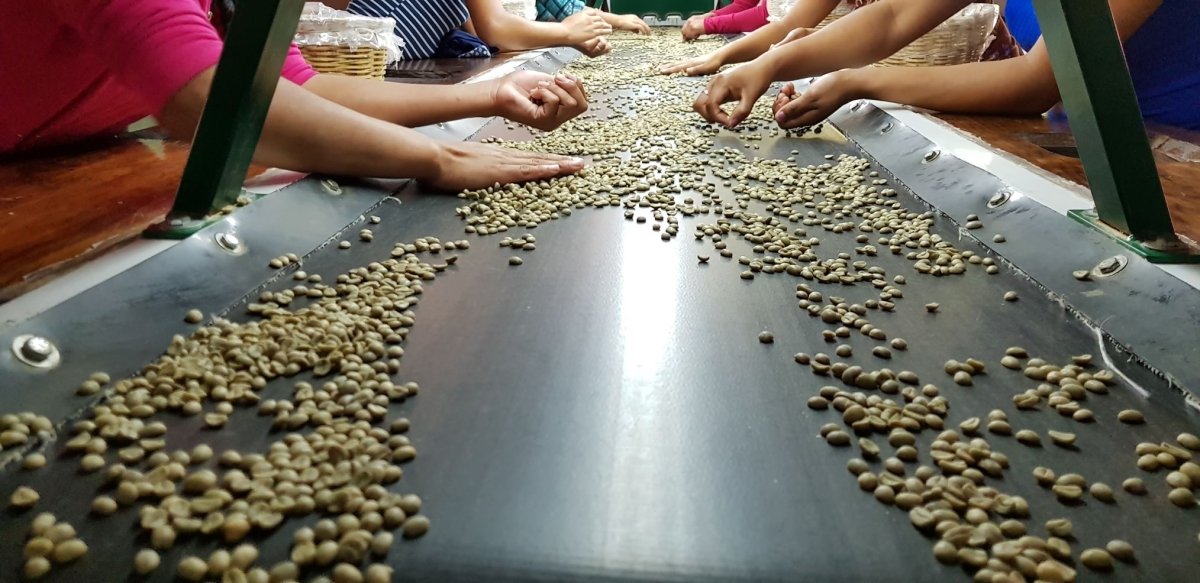 Finca Irlanda. Café de Méjico. Chiapas. Lavado - Artisancoffee