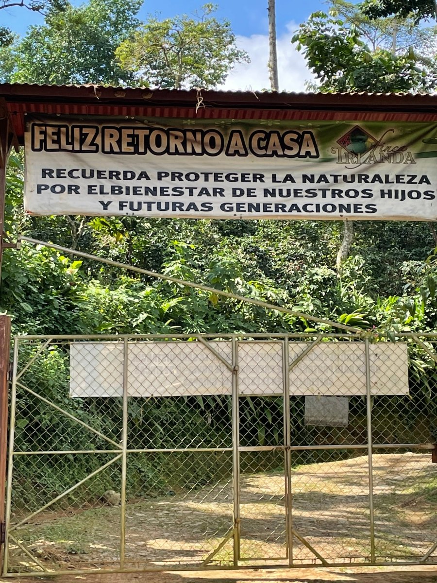 Finca Irlanda. Café de Méjico. Chiapas. Lavado - Artisancoffee