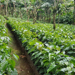 Finca Irlanda. Café de Méjico. Chiapas. Lavado - Artisancoffee