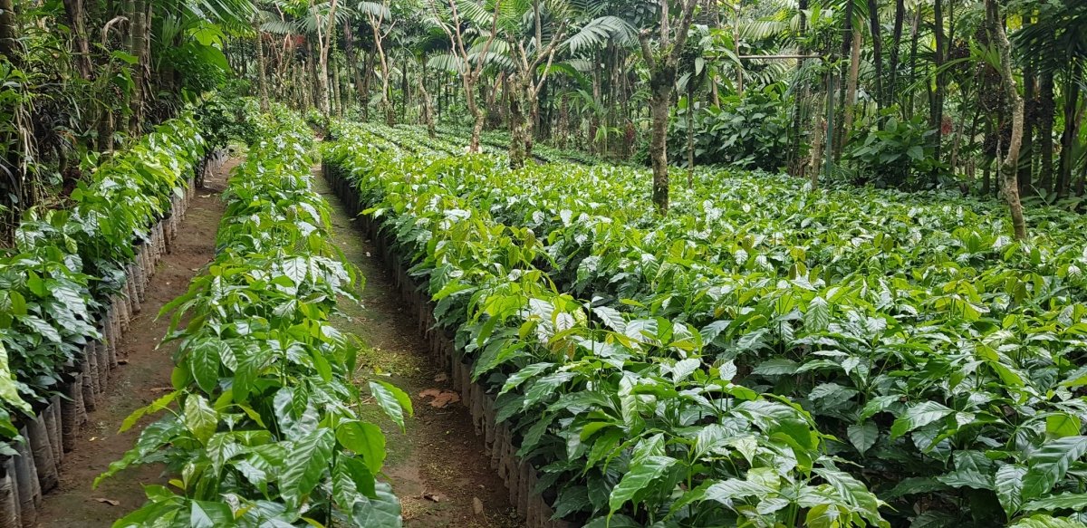 Finca Irlanda. Café de Méjico. Chiapas. Lavado - Artisancoffee