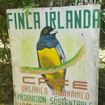 Finca Irlanda. Café de Méjico. Chiapas. Lavado - Artisancoffee