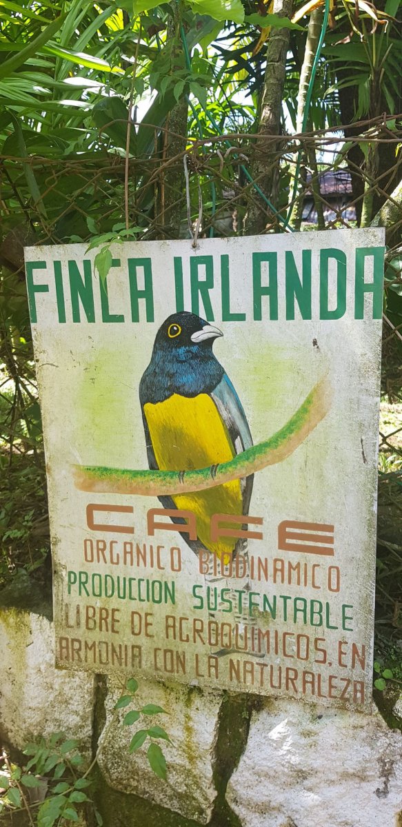 Finca Irlanda. Café de Méjico. Chiapas. Lavado - Artisancoffee