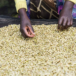 Gakenke. Café de Rwanda. Lavado - Artisancoffee
