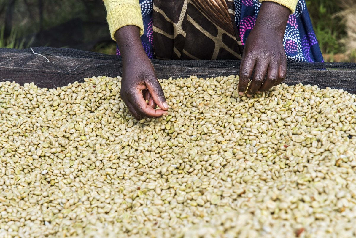 Gakenke. Café de Rwanda. Lavado - Artisancoffee