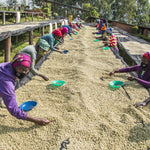 Gakenke. Café de Rwanda. Lavado - Artisancoffee