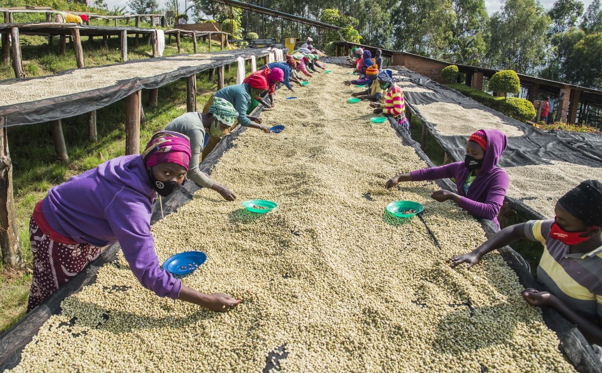 Gakenke. Café de Rwanda. Lavado - Artisancoffee