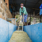 Gakenke. Café de Rwanda. Lavado - Artisancoffee