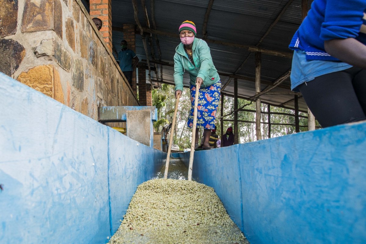 Gakenke. Café de Rwanda. Lavado - Artisancoffee
