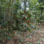 Hambella. Café de Etiopía. Natural - Artisancoffee