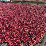 Hambella. Café de Etiopía. Natural - Artisancoffee