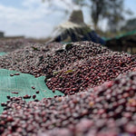 Uraga Tome. Café de Etiopía. Natural - Artisancoffee