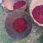 Uraga Tome. Café de Etiopía. Natural - Artisancoffee