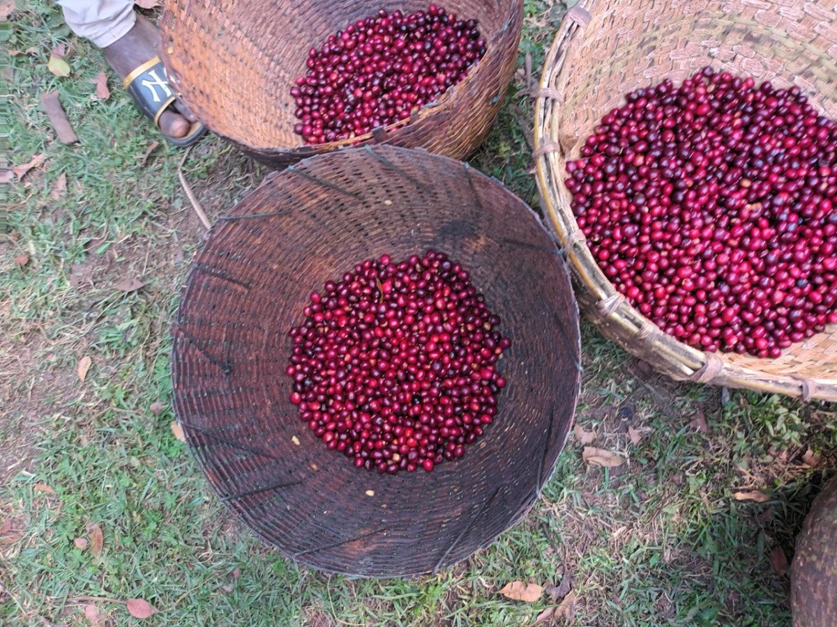 Uraga Tome. Café de Etiopía. Natural - Artisancoffee