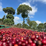 Uraga Tome. Café de Etiopía. Natural - Artisancoffee