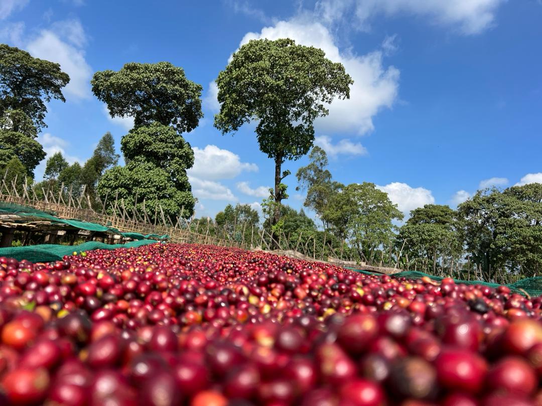 Uraga Tome. Café de Etiopía. Natural - Artisancoffee
