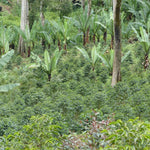 Uraga Tome. Café de Etiopía. Natural - Artisancoffee