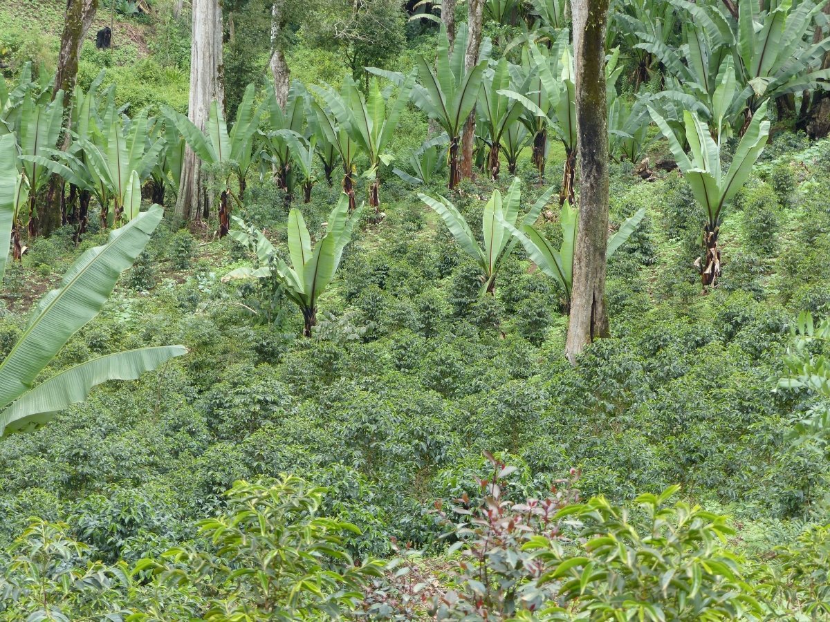 Uraga Tome. Café de Etiopía. Natural - Artisancoffee
