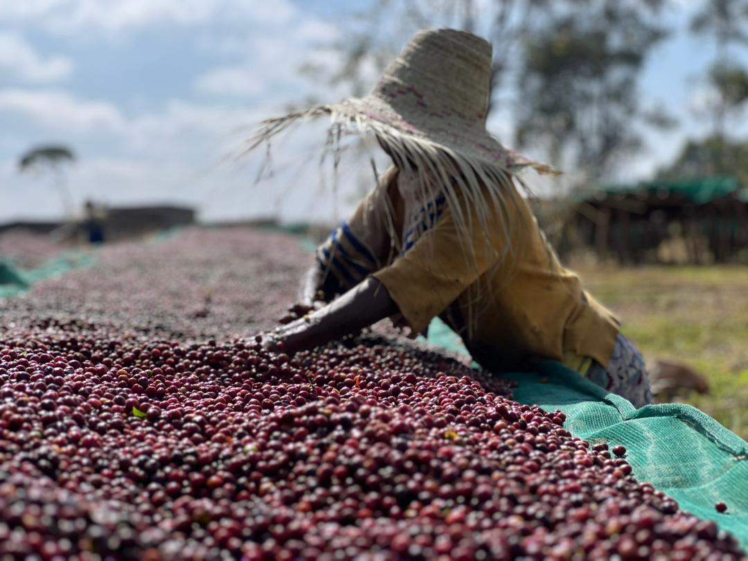 Uraga Tome. Café de Etiopía. Natural - Artisancoffee