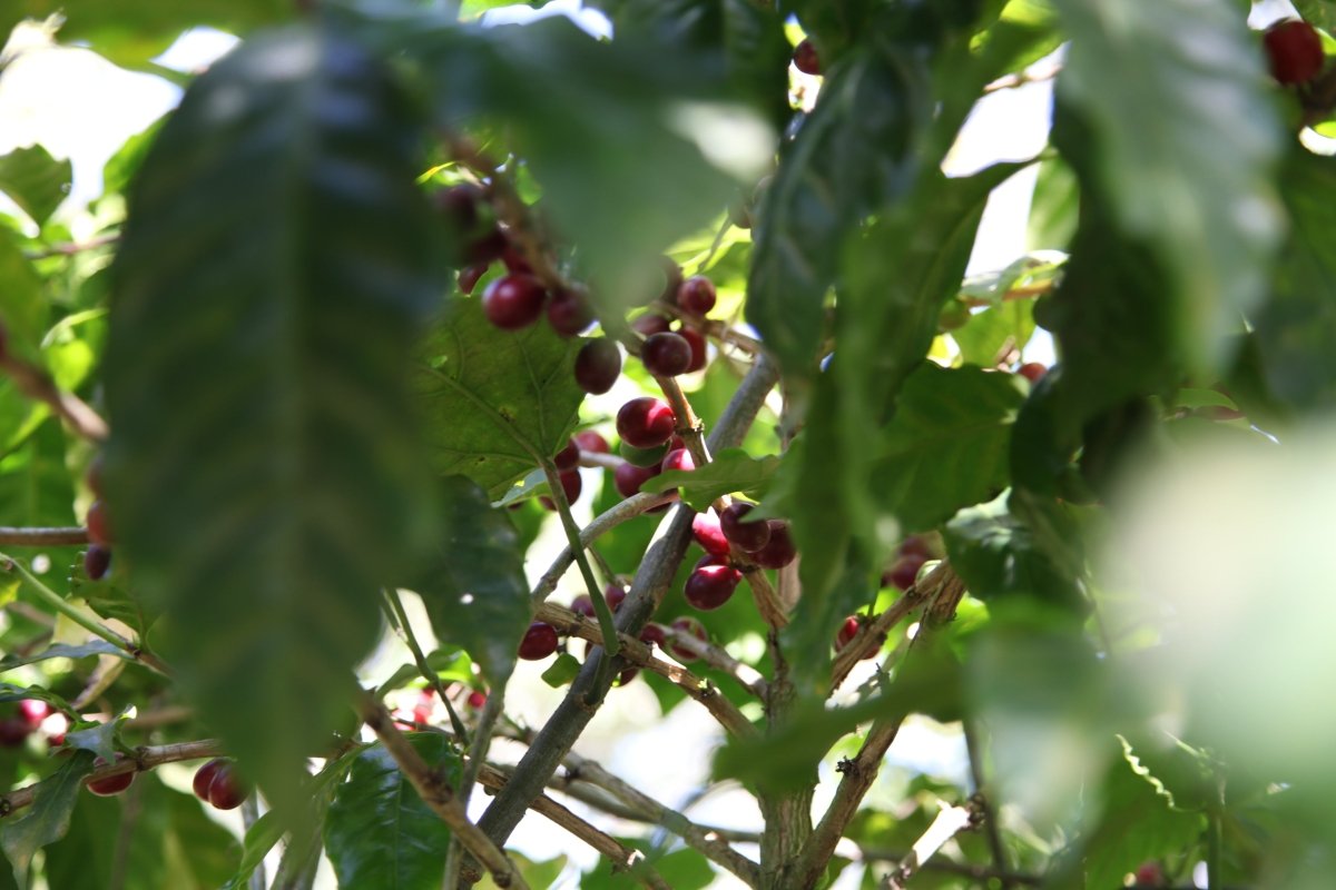 Villa Galicia. Café de El Salvador. Natural. Secado extendido Pineapple - Artisancoffee