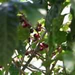 Villa Galicia. Café de El Salvador. Natural. Secado extendido Pineapple - Artisancoffee