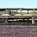 Villa Galicia. Café de El Salvador. Natural. Secado extendido Pineapple - Artisancoffee