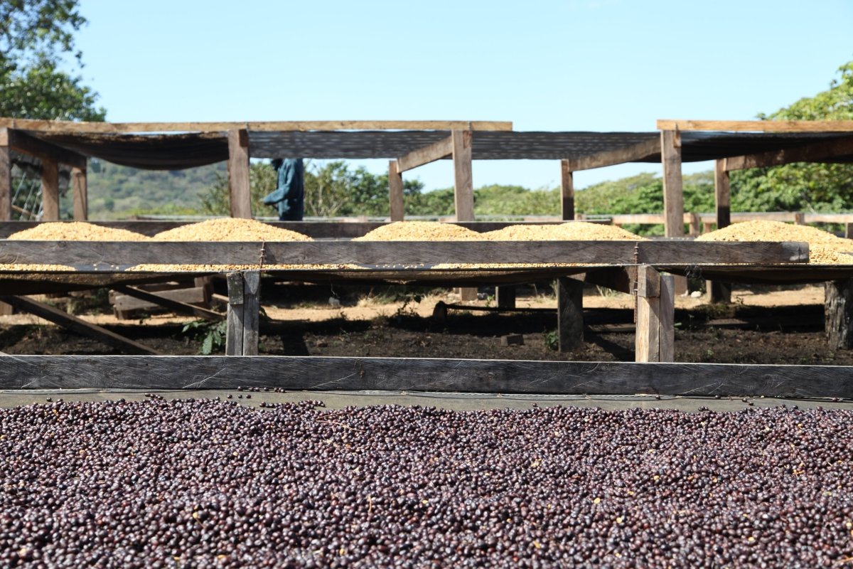 Villa Galicia. Café de El Salvador. Natural. Secado extendido Pineapple - Artisancoffee