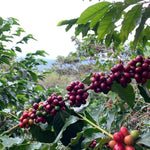 Villa Galicia. Café de El Salvador. Natural. Secado extendido Pineapple - Artisancoffee