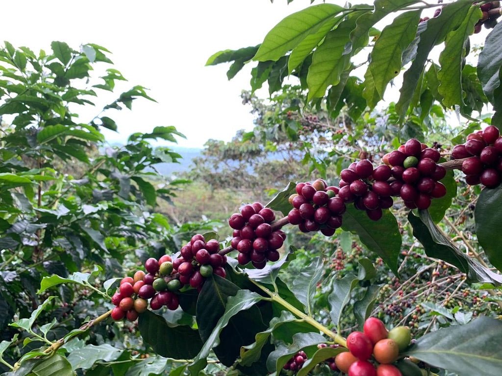 Villa Galicia. Café de El Salvador. Natural. Secado extendido Pineapple - Artisancoffee