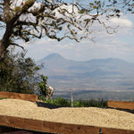 Villa Galicia. Café de El Salvador. Natural. Secado extendido Pineapple - Artisancoffee