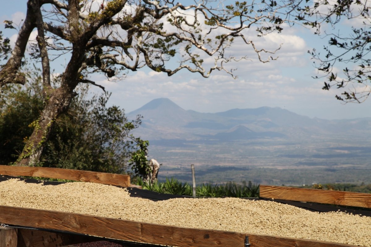 Villa Galicia. Café de El Salvador. Natural. Secado extendido Pineapple - Artisancoffee