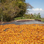 Villa Galicia. Café de El Salvador. Natural. Secado extendido Pineapple - Artisancoffee